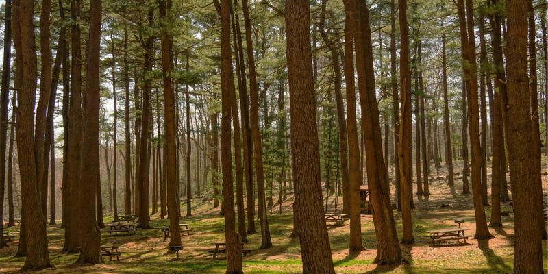 乒乓球拍胶皮选择指南：反胶、生胶与长胶的特性及适合的打法 | 卡纳里体育专业解析