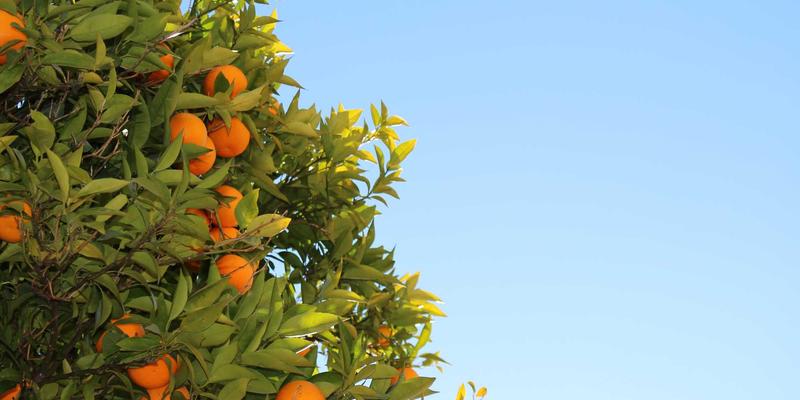 卡纳里体育专业解析：赛事级瑜伽垫材质对比，TPE、天然橡胶与PVC的环保性与防滑性如何选择？