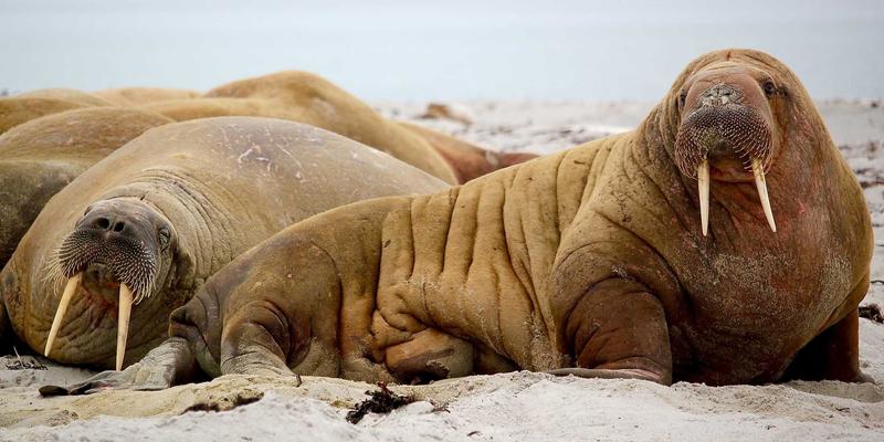 赛事服务、策划与零售三位一体：体育用品行业的新增长引擎